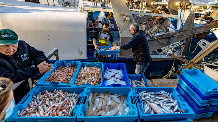 pescaturismespain.cat Vila Joiosa: Visita al Port i la Llotja