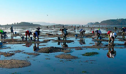 Excursions amb mariscadores de Cambados (Galícia)